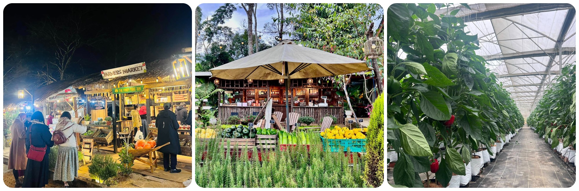 Trải nghiệm thú vị tại Nông trại rau sạch Măng Đen