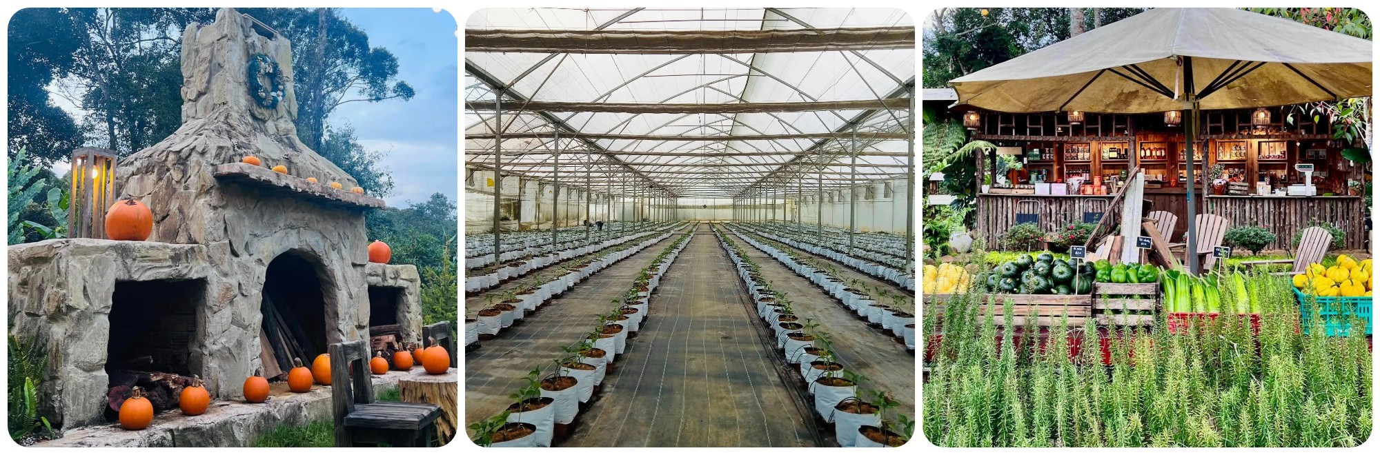 Du lịch Măng Đen