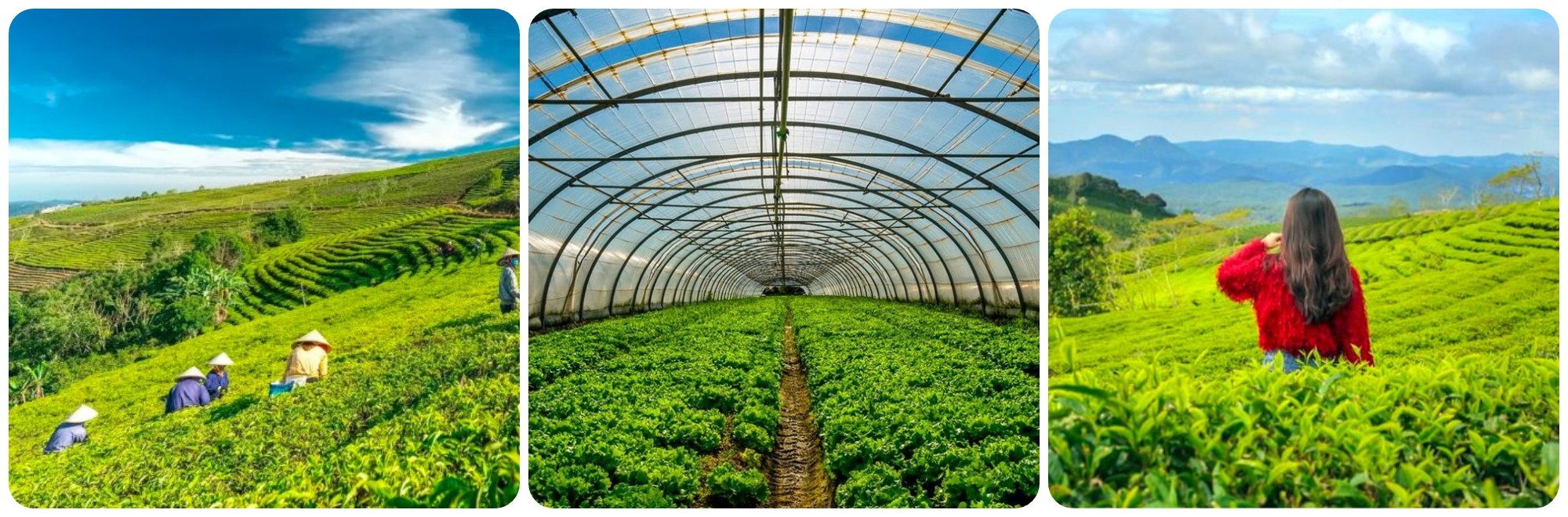 Nông Trại Cầu Đất Farm Đà Lạt 